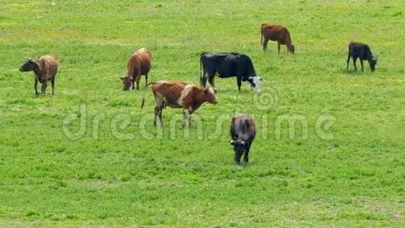 绿野草地上的牛群视频的预览图