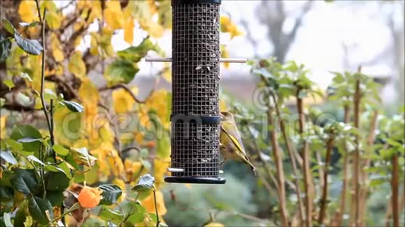 鸟绿色的雀鸟冬天喂食葵花籽视频的预览图