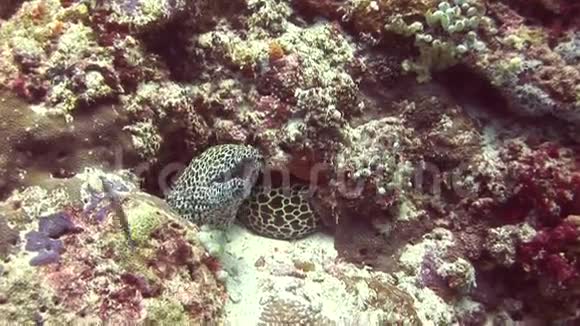 在马尔代夫海域海底的背景珊瑚上发现了可怕的莫雷之首视频的预览图