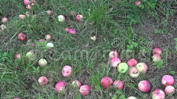 农民在花园里收获新鲜苹果视频的预览图
