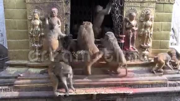 猴群在佛塔祭坛上视频的预览图