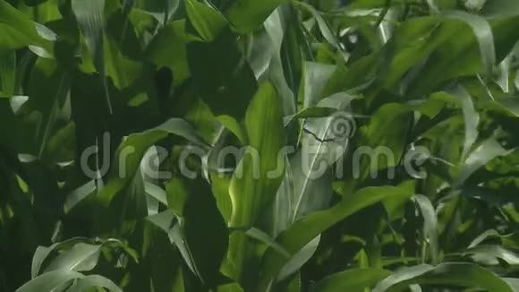 夏日阳光下玉米成熟的农田视频的预览图