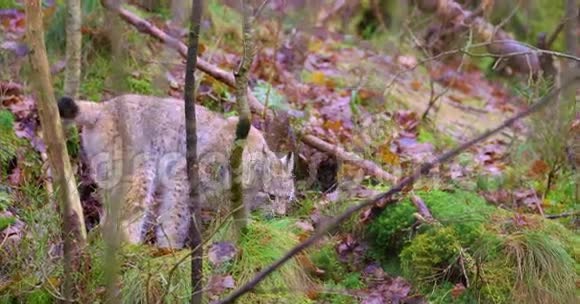 在森林里扮演幼猫幼崽视频的预览图