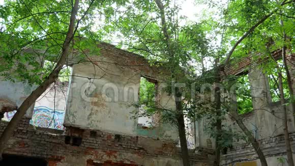 一座被废弃的砖木建筑里面有树木生长粉刷墙视频的预览图