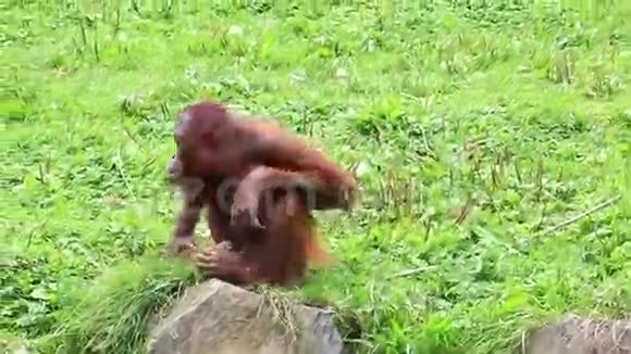 雌性婆罗洲猩猩视频的预览图
