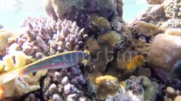 海底世界的红海与彩色鱼和珊瑚礁在红海埃及视频的预览图