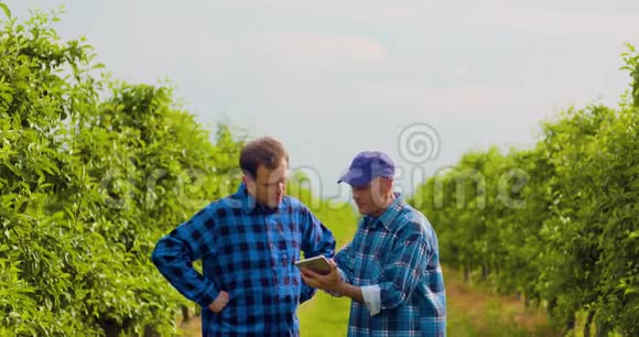 农民用数字平板检测同事的叶片视频的预览图