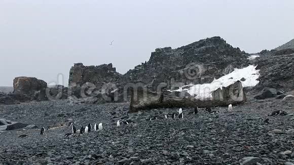 半月岛上的三角企鹅视频的预览图