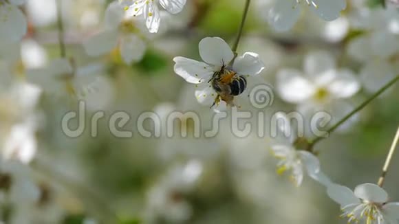 蜜蜂授粉开花树春花慢动作大自然夏天美丽的花朵收集花粉蜜蜂视频的预览图
