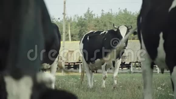 牧场上的奶牛视频的预览图