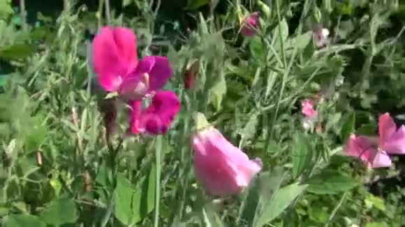 夏天美丽的花朵视频的预览图