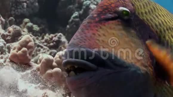 托西俾路支鱼泰坦三角鱼水下红海视频的预览图