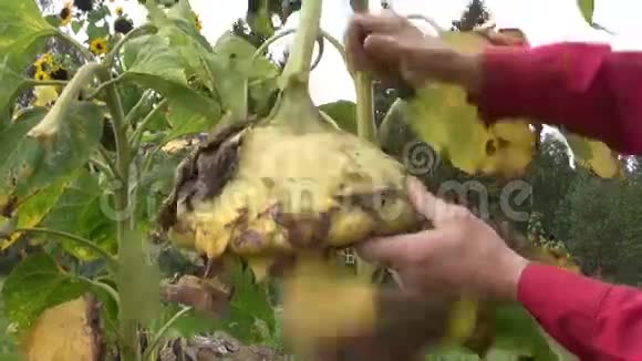 农民收获成熟的秋葵视频的预览图
