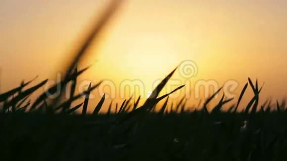日落时麦草的剪影视频的预览图