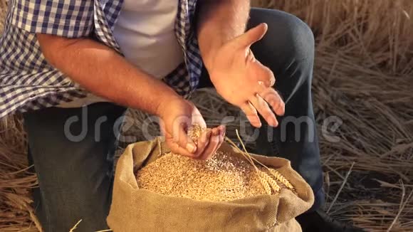 农夫用手把麦粒倒在一个有耳朵的袋子里收获谷物农学家研究粮食的质量视频的预览图