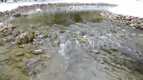 新鲜水源的冬季水鸟视频的预览图