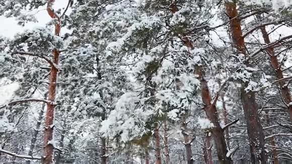 在寒冷的冬天高大的云杉树被雪覆盖视频的预览图