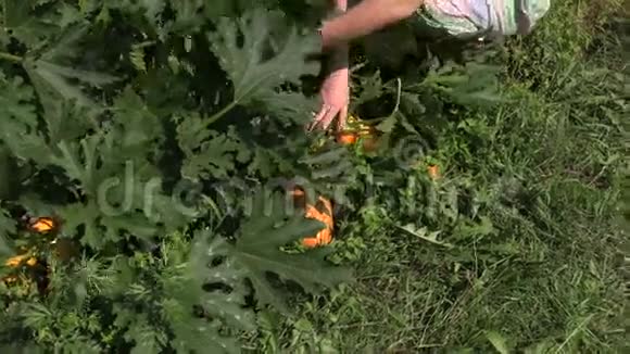 园丁女采摘成熟的西葫芦蔬菜视频的预览图