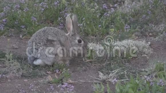 可爱的小牛兔吃视频的预览图