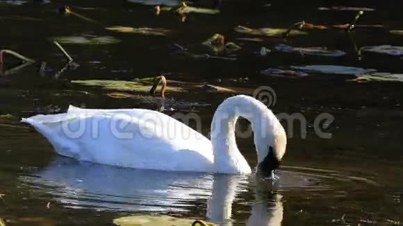 天鹅号天鹅号在池塘里觅食视频的预览图