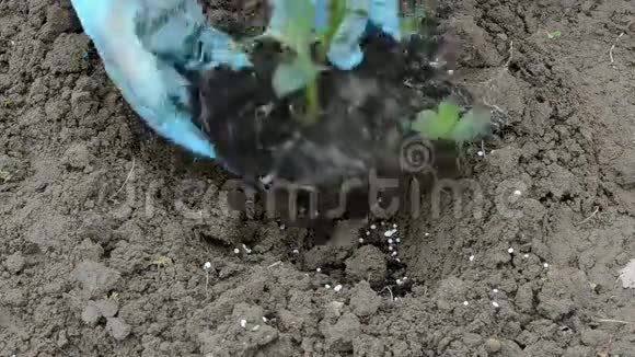 在春天的土壤里种着绿土豆芽视频的预览图