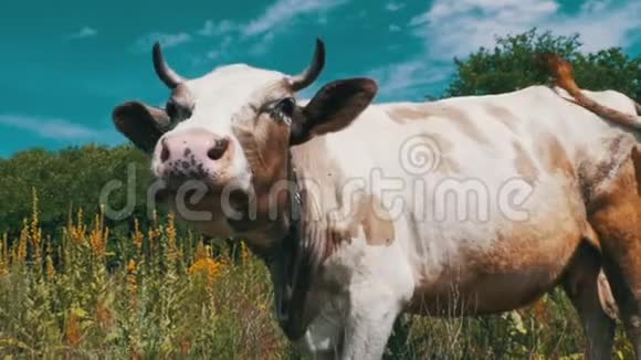 美丽的灰色和白色的牛在草地上放牧在天空背景上闻到相机的味道慢动作视频的预览图