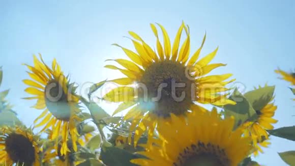 田野里的向日葵和淡蓝色的天空视频的预览图