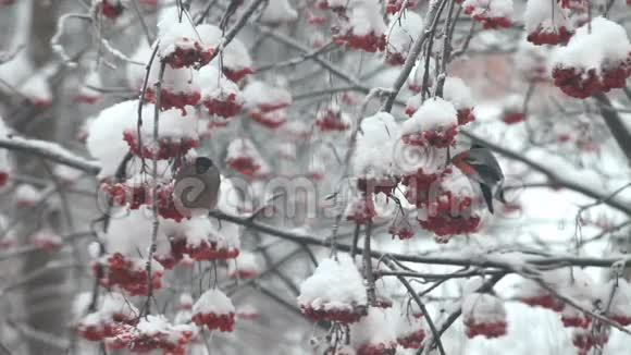 牛犊在雪地里吃树上的红视频的预览图