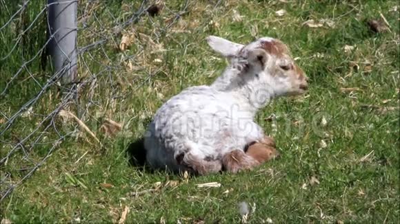 春天的羔羊独自躺在草地上视频的预览图