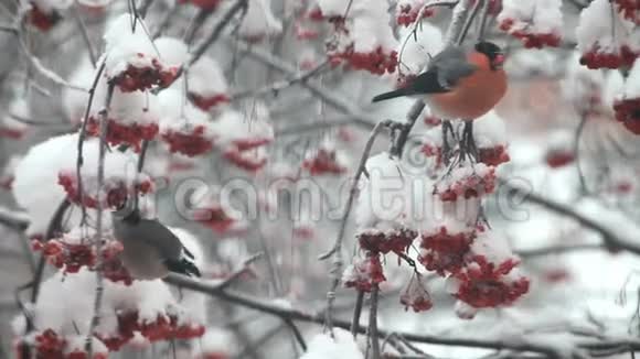 牛犊在雪地里吃树上的红视频的预览图