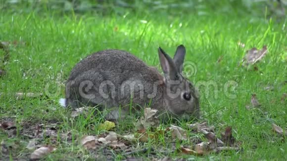 兔子在木头里啃草视频的预览图