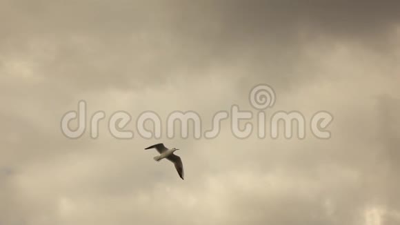海鸥在多云的天空中飞翔视频的预览图