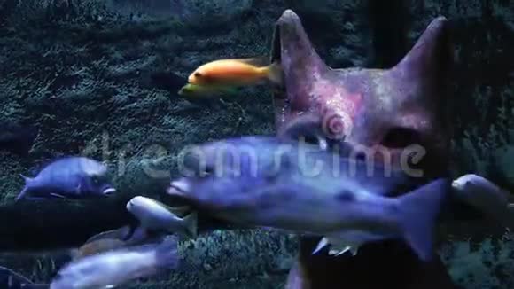 水族馆的蓝色冒险鱼视频的预览图
