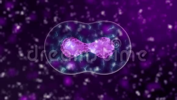 微生物背景细胞分裂与紫血细胞或霓虹灯细菌显微镜下流行的科学视频的预览图