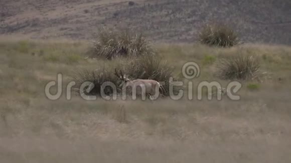 羚羊羚羊步行视频的预览图