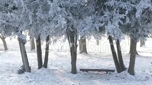 公园内美丽的冬季景观冬天下雪视频的预览图