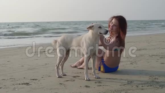 女孩和海滩上的白狗视频的预览图