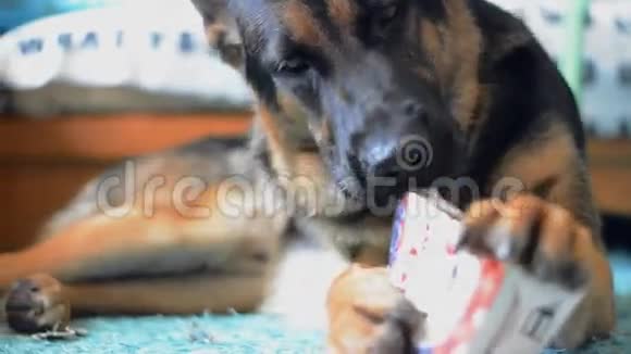 狗吃空盒子的果汁相机幻灯片平稳的运动视频的预览图