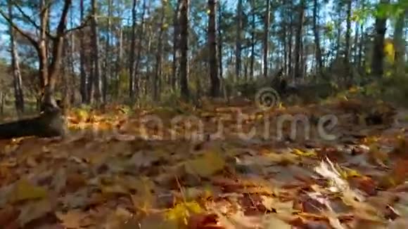 秋天公园地面上的黄叶视频的预览图