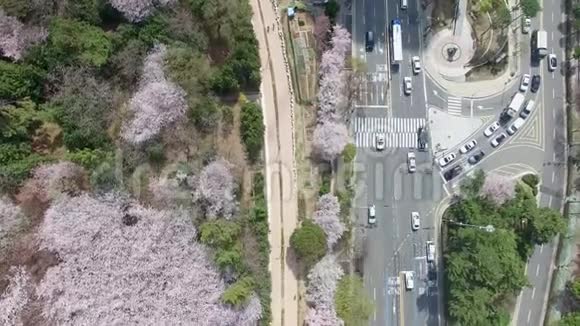 韩国釜山海恩大樱花春路视频的预览图