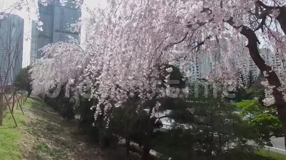韩国釜山海恩大樱花春路视频的预览图