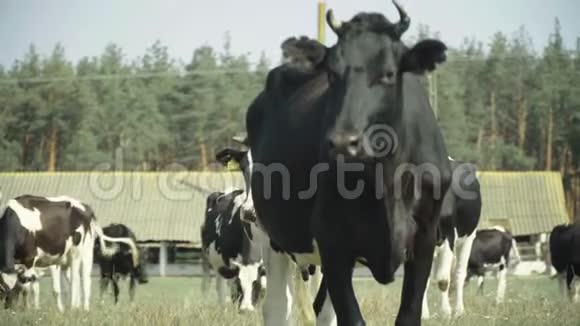 牧场上的奶牛视频的预览图
