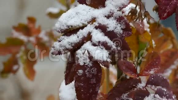 深秋黄叶上的雪视频的预览图