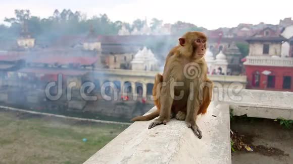 尼泊尔加德满都普什帕提纳寺坐在墙上的猴子视频的预览图