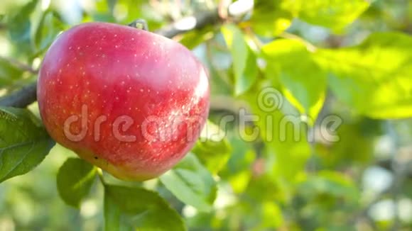 成熟的苹果在花园树上视频的预览图