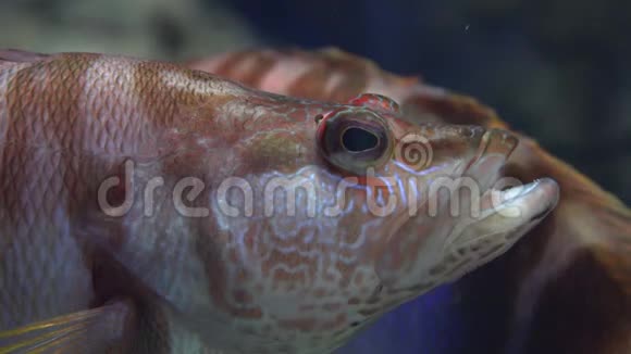 海底的一种鱼类野生动物视频的预览图