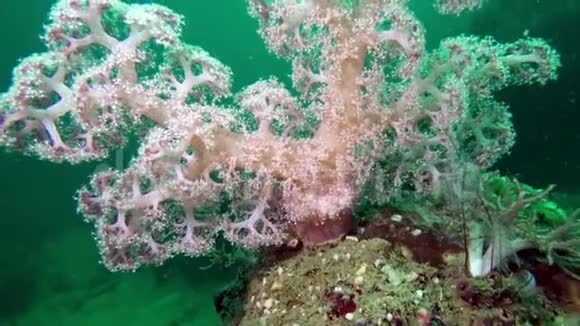 美丽的彩色硬软珊瑚在水下的海洋巴厘岛印度尼西亚视频的预览图