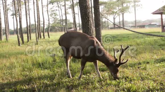 鹿在营地附近的田野里觅食视频的预览图