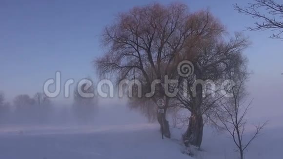冬季公园的路标和美丽的雾视频的预览图
