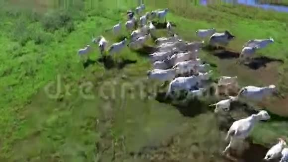 巴西夏季绿野牛群的鸟瞰图视频的预览图
